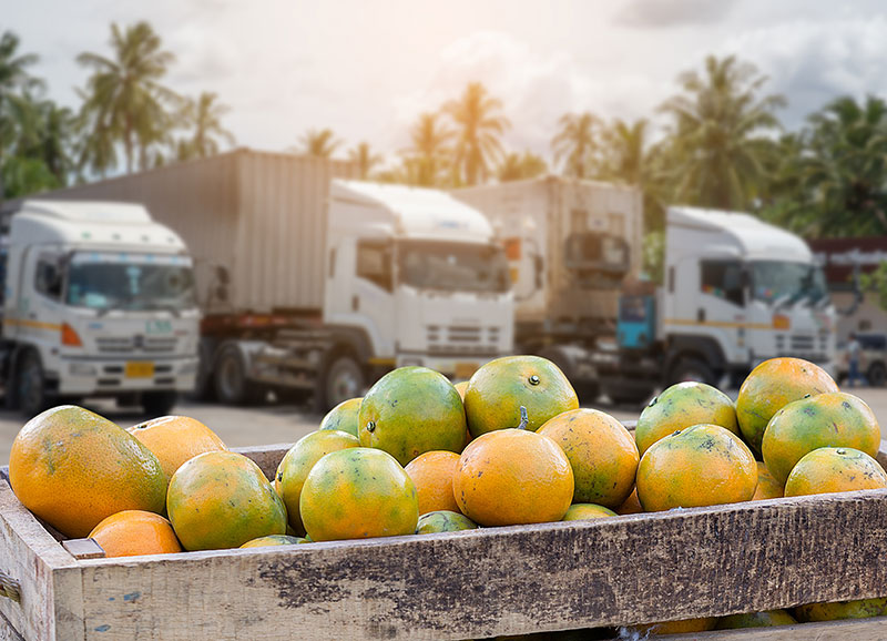 photo of fruit in a crate in the foreground with semi trucks in the background.